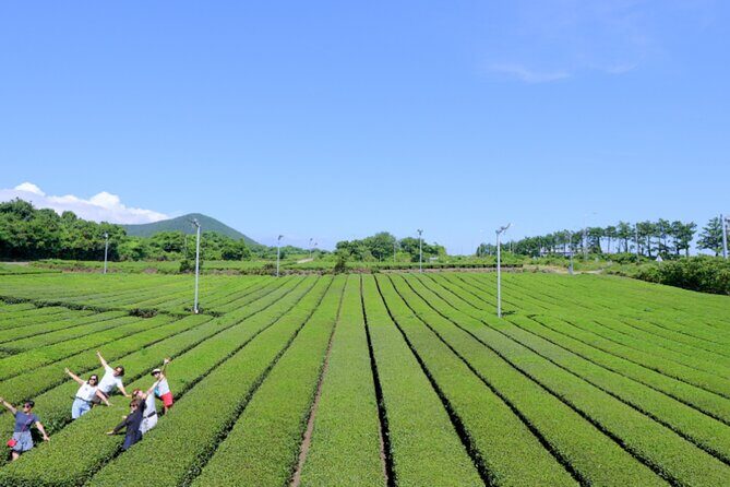 Jeju Island Taxi Join Tour - The Sum Up