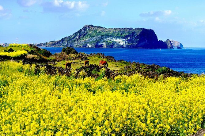Jeju Premium Small Group UNESCO Day Tour - East Course - The Itinerary in Detail: What to Expect
