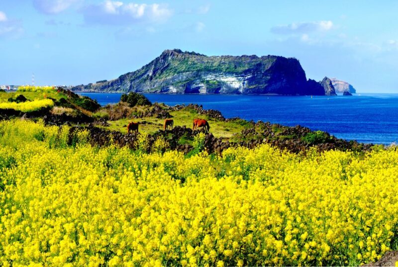 Jeju Premium Small Group UNESCO Day Tour - East - Why This Tour Offers Excellent Value