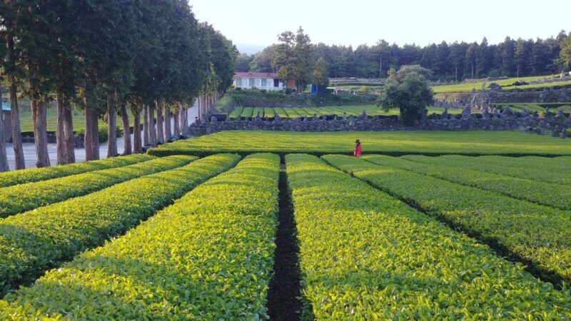 Jeju Premium Small Group UNESCO Day Tour - South - Who Would Love This Tour?