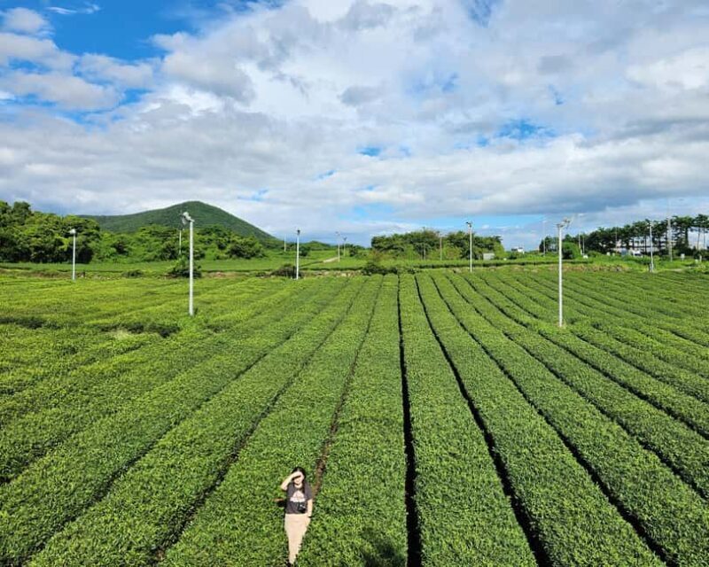Jeju Private Taxi Tour with a Licenced English Guide-Driver - FAQs
