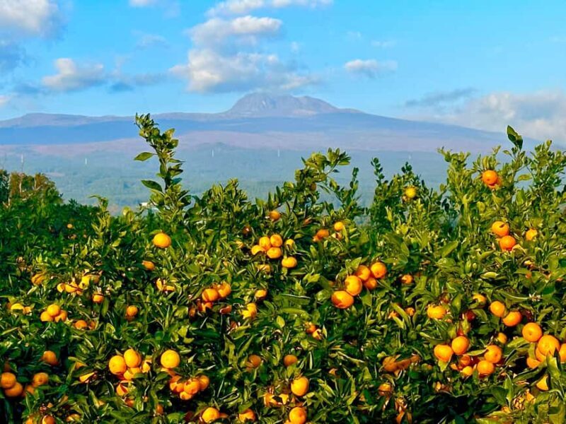 Jeju: Small Group Tour w/Pink Muhly & Tangerine Picking - Who Is This Tour Best For?
