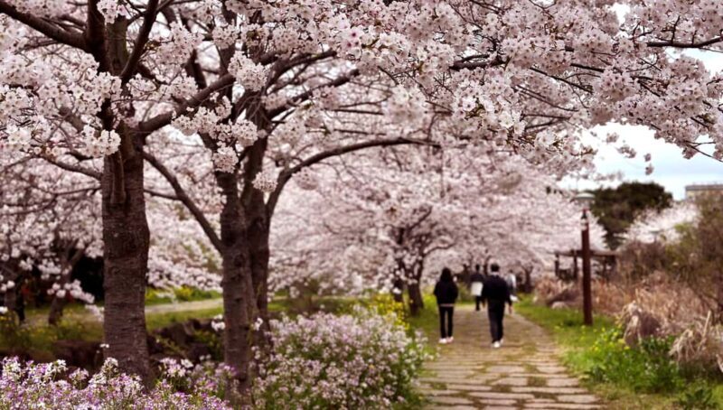 Jeju West Small Group Tour Cherry Blossom Strawberry Picking - A Closer Look at the Itinerary and What You Can Expect