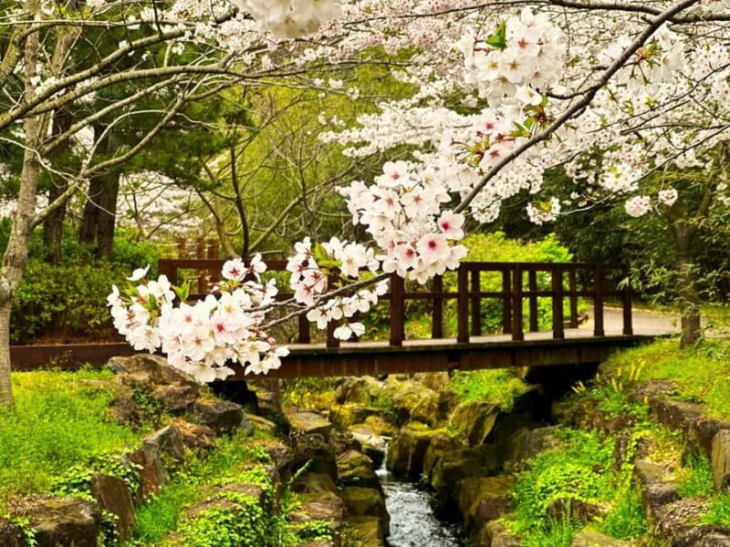 Jeju West Small Group Tour Cherry Blossom Strawberry Picking - Who Will Enjoy This Tour?