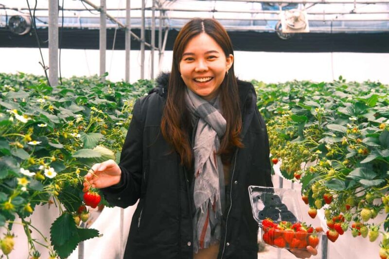 Jeju West Small Group Tour Cherry Blossom Strawberry Picking - FAQs