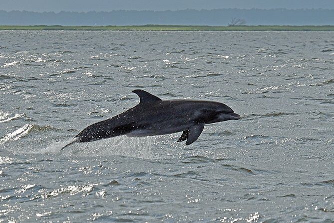 Jekyll Island Dolphin Tours - Frequently Asked Questions