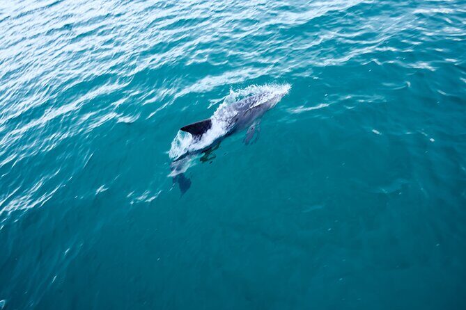 Jervis Bay Full Day Tour Dolphin Cruise and Kiama Blowhole - What We Like and What to Consider