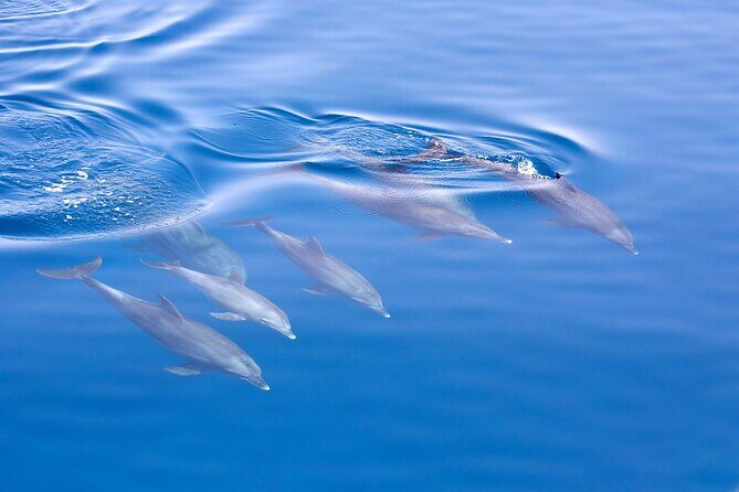 Jervis Bay Full Day Tour Dolphin Cruise and Kiama Blowhole - Who Is This Tour Best For?