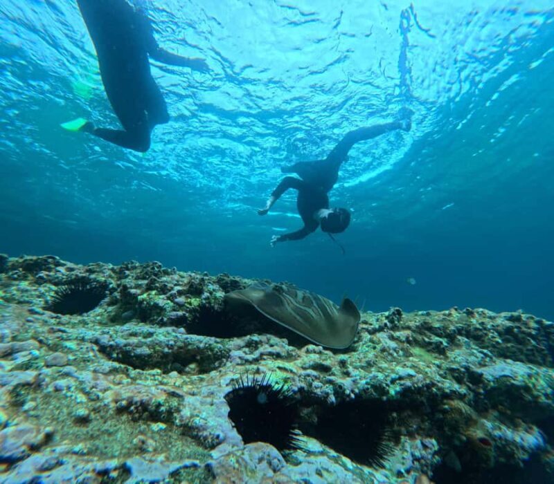 Jervis Bay: Guided Snorkelling Tour with expert guide - Key Points