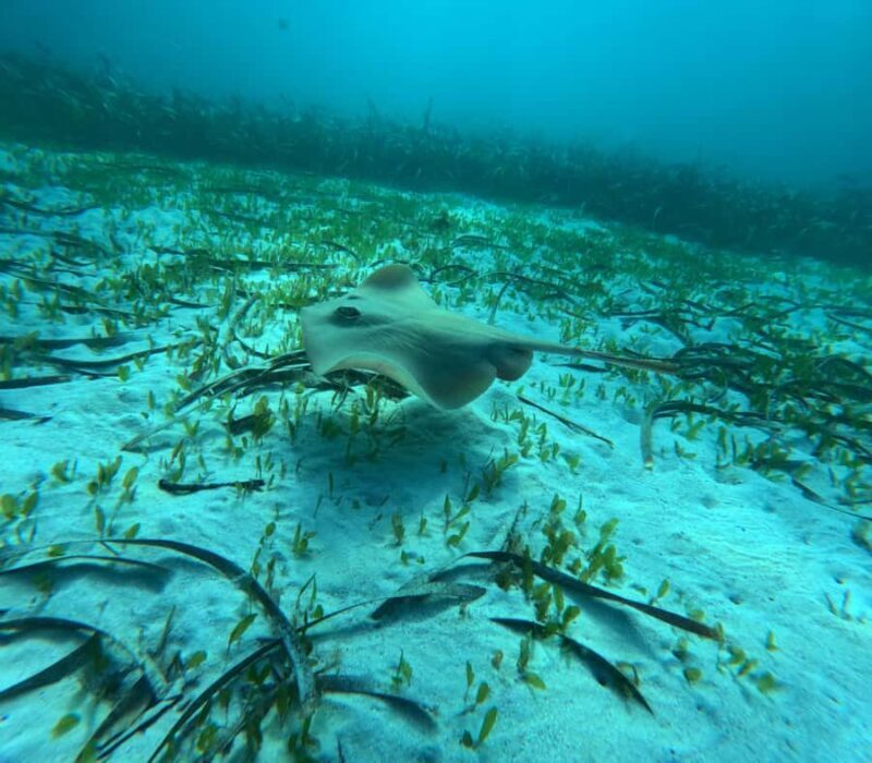 Jervis Bay: Guided Snorkelling Tour with expert guide - Who Will Love This Tour?