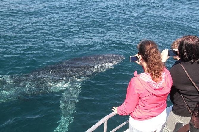 Jervis Bay Whale Watching Tour - What to Expect from the Jervis Bay Whale Watching Tour