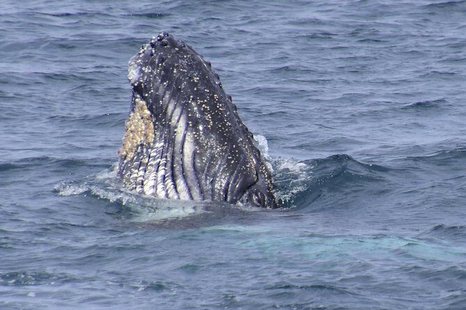 Jervis Bay Whale Watching Tour - The Verdict: Who Should Consider This Tour?