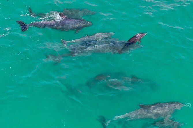 Jet Ski Dolphin Tour from Gilligans Watersports - An In-Depth Look at the Jet Ski Dolphin Tour Experience
