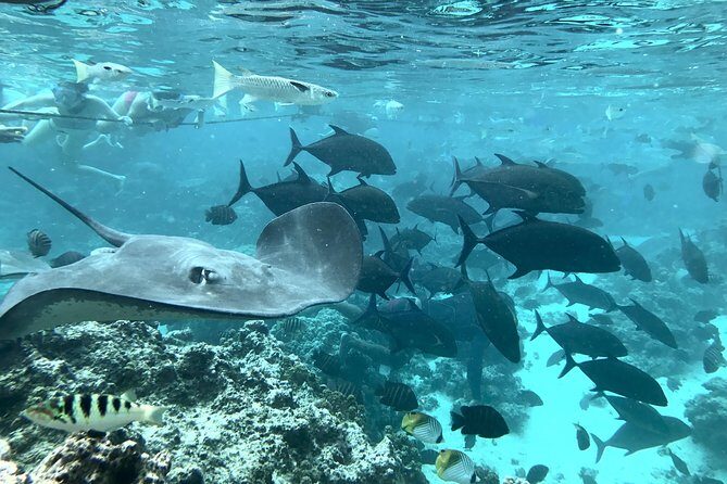 Jet Ski Moorea Customed Tour only - Final Thoughts