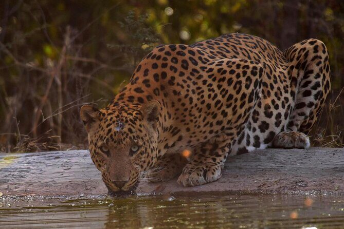 Jhalana Panther Safari Park Tour in Jaipur - The Experience: A Closer Look at the Safari Itself