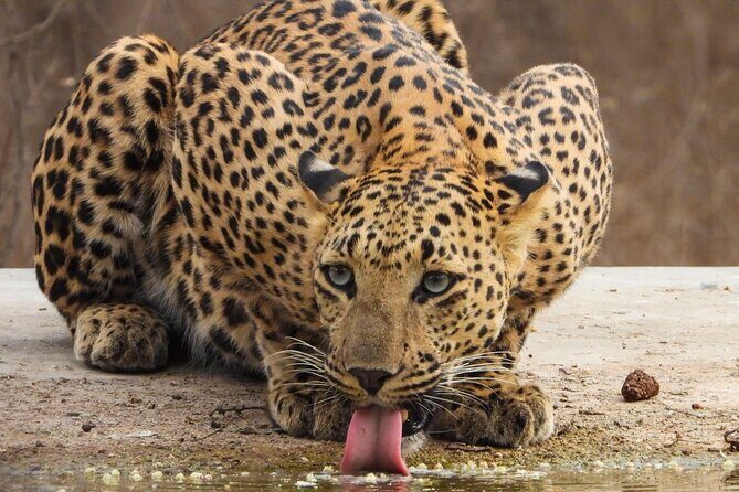 Jhalana Panther Safari Park Tour in Jaipur - FAQs