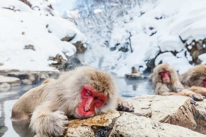 Jigokudani Snow Monkey and Togakushi Shrine Private Tour - Key Points