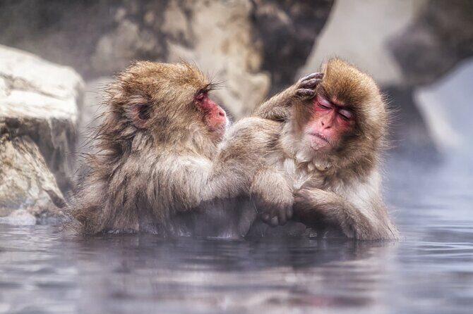 Jigokudani Snow Monkey and Togakushi Shrine Private Tour - Who Is This Tour Best For?