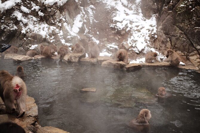 Jigokudani Snow Monkey and Togakushi Shrine Private Tour - FAQ