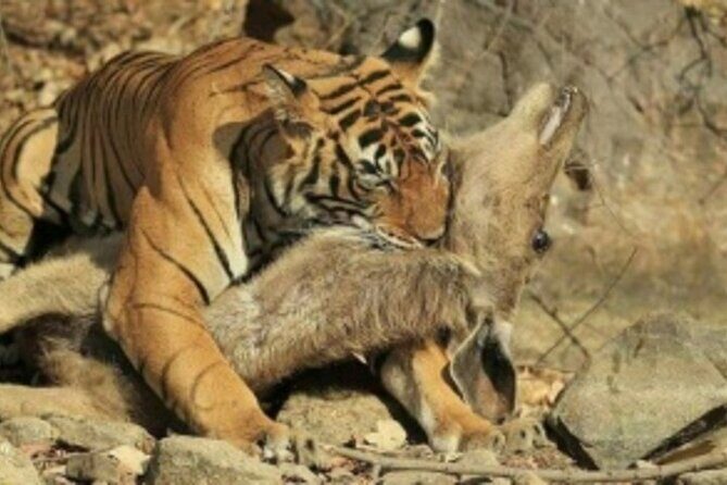 Jim Corbett Jeep Safari - Wildlife Adventure in National Park - Wildlife Sightings and the Real Value