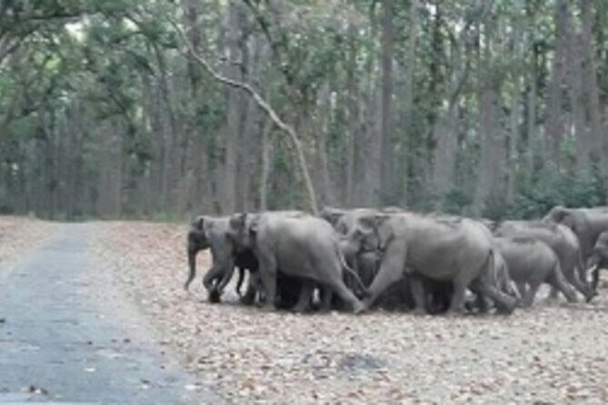 Jim Corbett Jeep Safari - Wildlife Adventure in National Park - Practical Details & Considerations