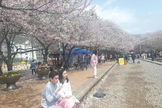 Jinhae Cherry Blossom + Busan Sunrise from Seoul - Key Points