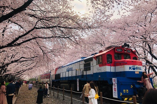 Jinhae Cherry Blossom + Busan Sunrise from Seoul - What’s Included and What’s Not