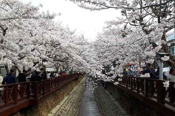 Jinhae Cherry Blossom + Busan Sunrise from Seoul - Final Thoughts: Who Will Love This Tour?