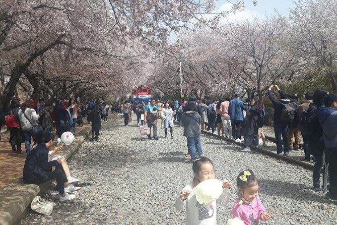 Jinhae Cherry Blossom + Busan Sunrise from Seoul - FAQs