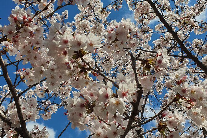 Jinhae Cherry Blossom Day trip from Busan - A Spring Adventure! - Exploring the Itinerary in Detail