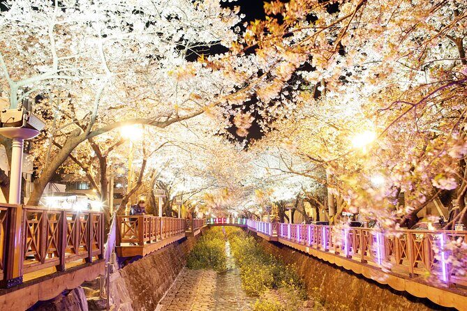 Jinhae Cherry Blossom Day trip from Busan - A Spring Adventure! - Authentic Reviews and Insights