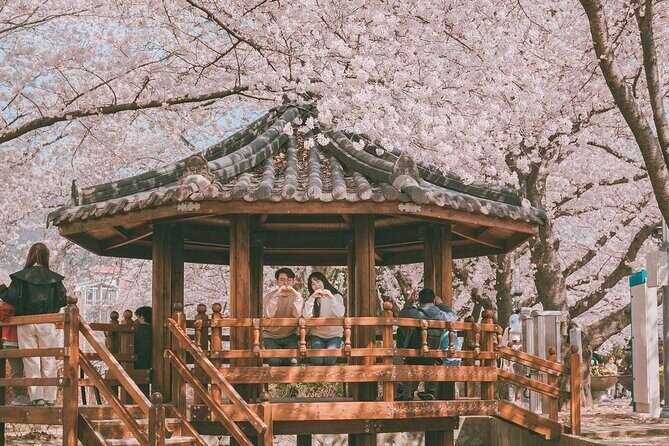 Jinhae Pink Cherry Blossom One Day Tour From Busan - Why You Might Love This Tour