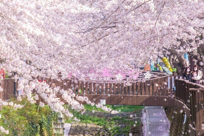 Jinhae Pink Cherry Blossom One Day Tour From Busan - What to Expect at Each Stop