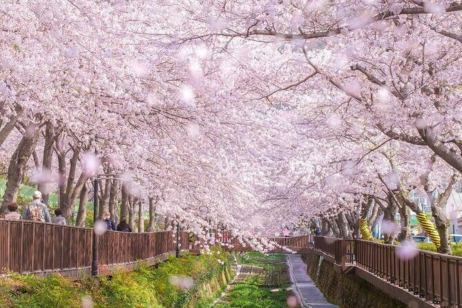 Jinhae Pink Cherry Blossom One Day Tour From Busan - Price and Value