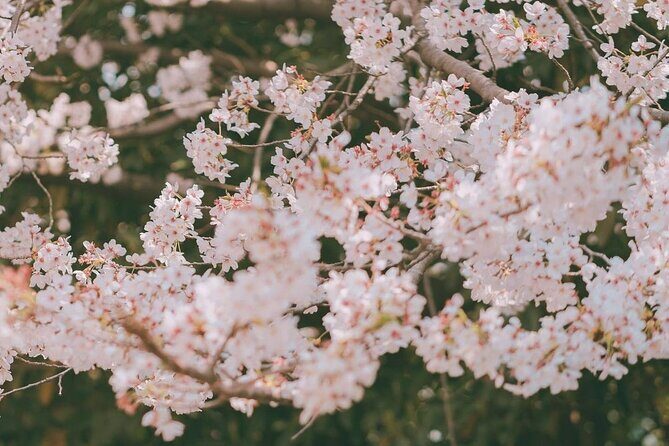 Jinhae Pink Cherry Blossom One Day Tour From Busan - The Experience Provider: Lecirt