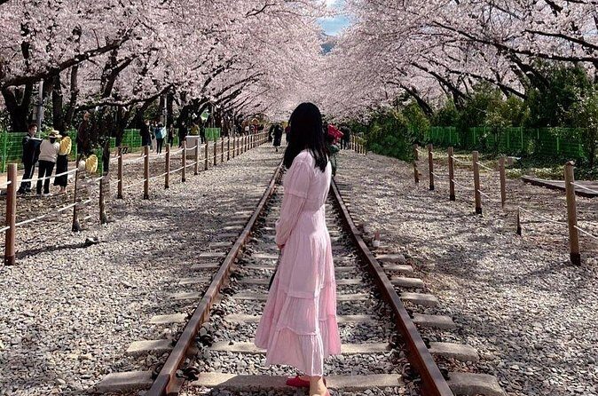 Jinhae Pink Cherry Blossom One Day Tour From Busan - Who Should Consider This Tour?