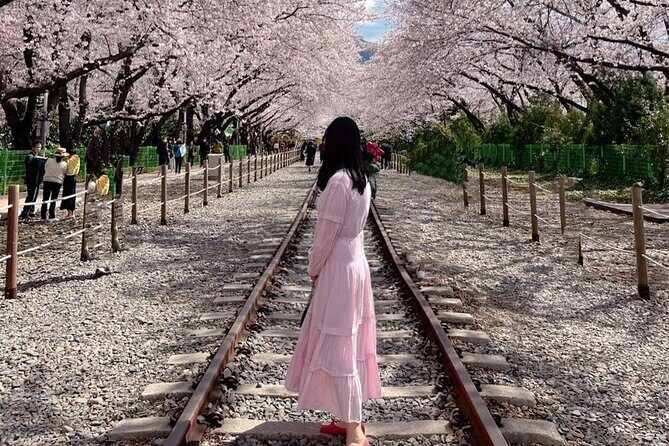 Jinhae Pink Cherry Blossom One Day Tour From Busan - FAQ