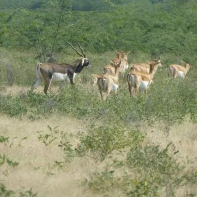 Jodhpur Bishnoi Village Safari Tour With Sumer - The Sum Up