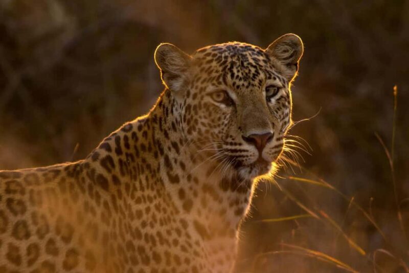 Jodhpur: Day Trip to Jawai Leopard Safari and Ranakpur - Experience Overview