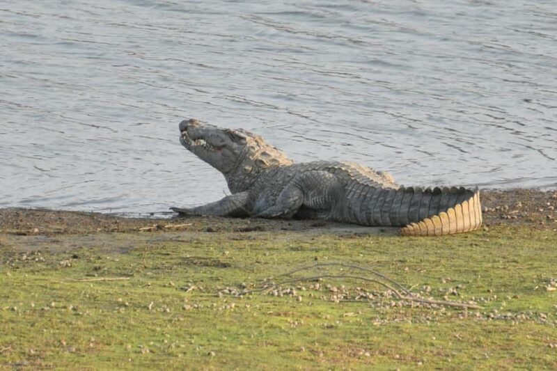 Jodhpur: Day Trip to Jawai Leopard Safari and Ranakpur - Wildlife Safari at Jawai Dam