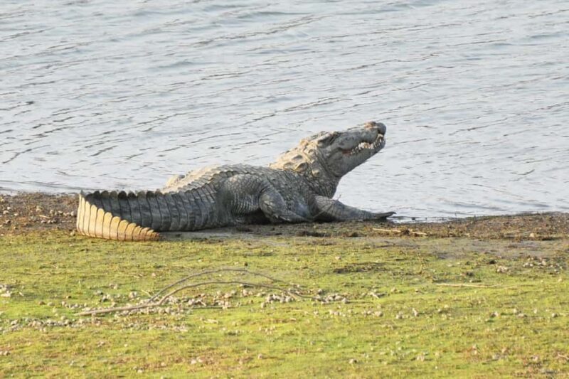 Jodhpur: Day Trip to Jawai Leopard Safari and Ranakpur - What to Bring and Considerations