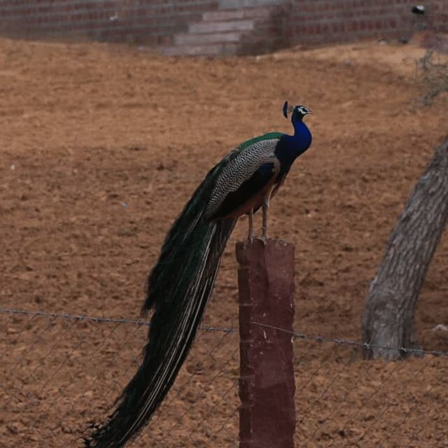 Jodhpur Desert Camel Safari With Cooking Class With Sumer - Practical Details and Logistics