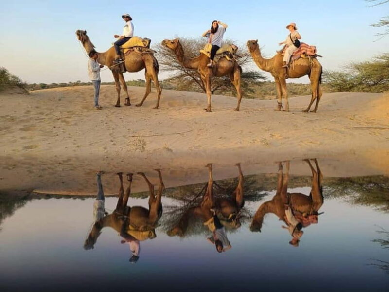 Jodhpur : Jeep Safari, Camel Ride,Buffet Dinner & Folk Dance - The Sum Up