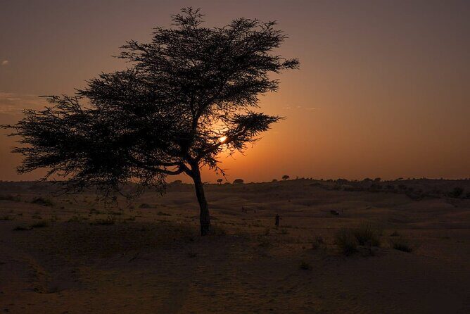 Jodhpur overnight desert camping with camel safari Jodhpur - The Itinerary in Detail