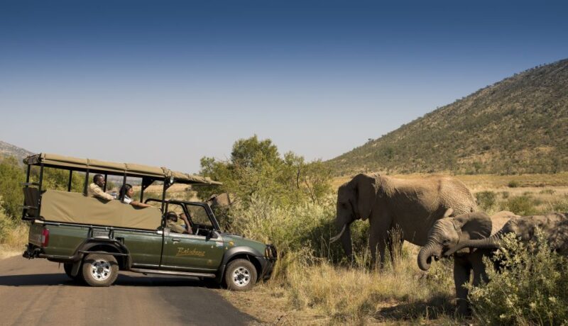 Johannesburg: 2-Day 4-Star Pilanesberg Safari - Final Thoughts