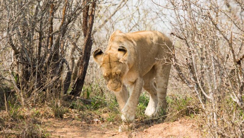 Johannesburg: 3-Day Classic Kruger National Park Safari Tour - Who Would Love This Tour?