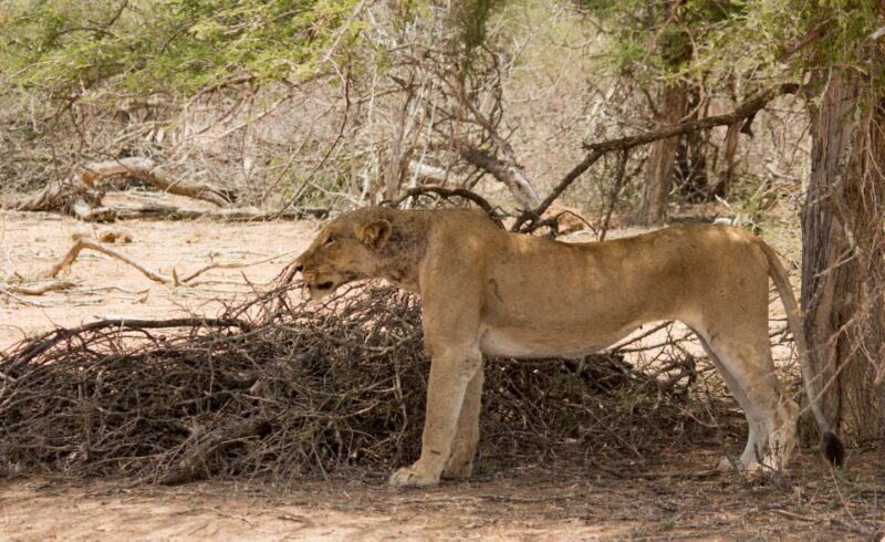 Johannesburg: 3-Day Classic Kruger National Park Safari Tour - Final Thoughts: Who Should Consider This Tour?
