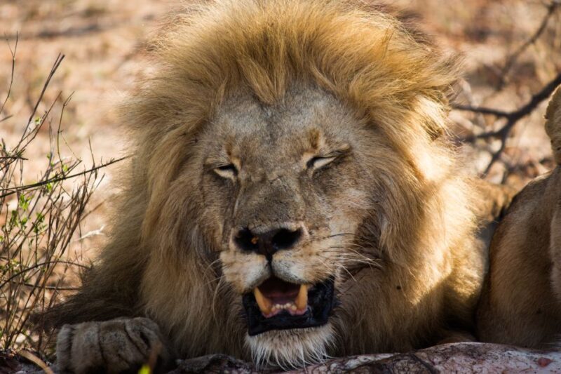 Johannesburg: 3-Day Classic Kruger National Park Safari Tour - FAQ