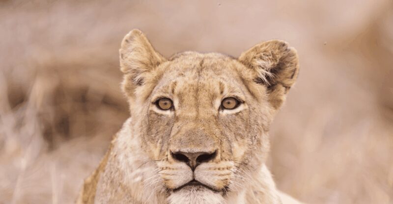 Johannesburg: 3-Day Kruger National Park and Panorama Route - A Close Look at the 3-Day Tour Experience