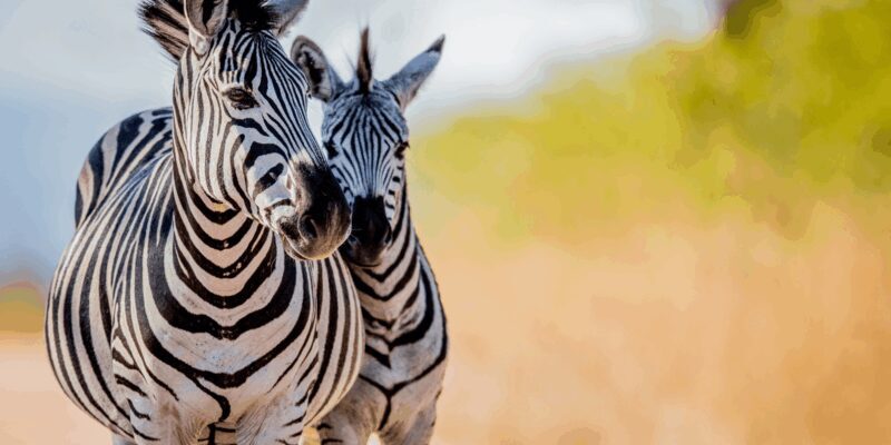 Johannesburg: 3-Day Kruger National Park and Panorama Route - Final Thoughts: Who Is This Tour Best For?